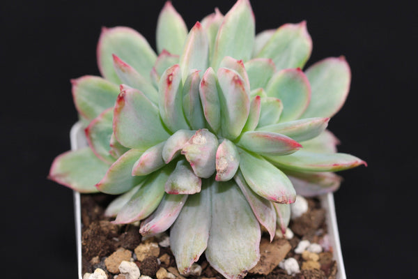 E. Luella (var)