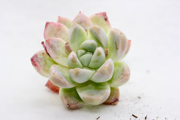 E. Iceberg