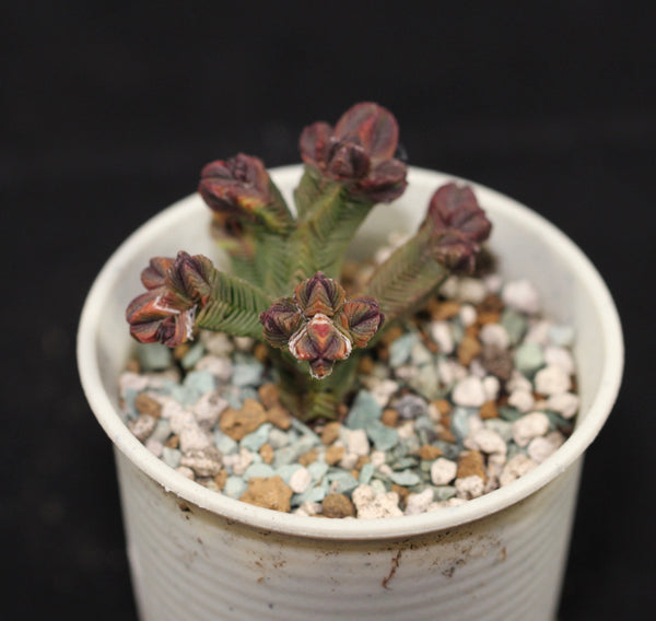 Crassula Pyramidalis