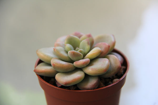 Echeveria Amor Party