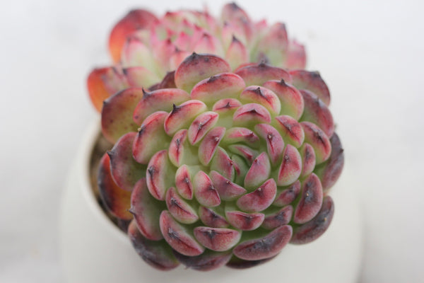 E. Marcel