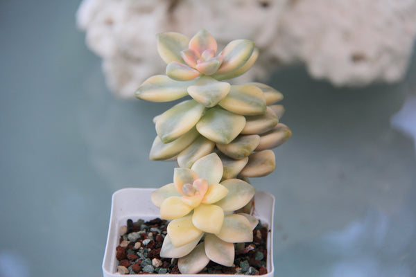 Graptoveria Titubans (variegata)