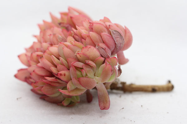 E. Luella (cluster)