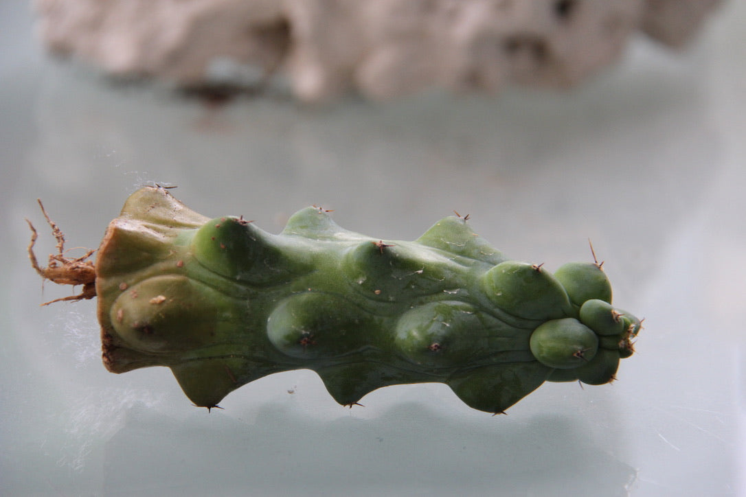 Myrtillocactus geometrizans cv. fukurokuryuzinb