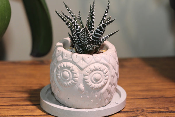 Handmade Owl Planter with Succulent