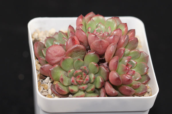 Pink Ruby