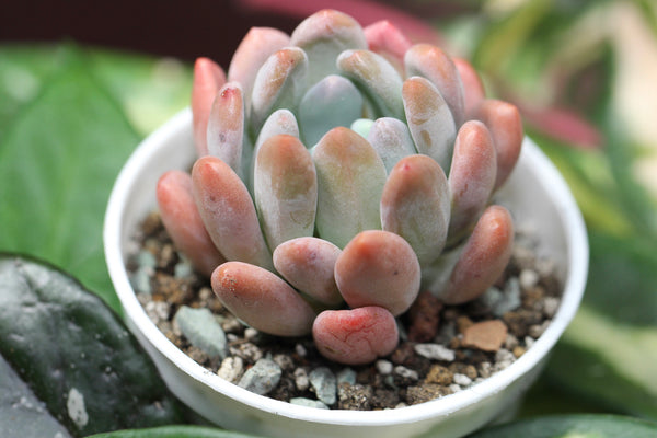 Pachyveria Pachyphytoides Walth