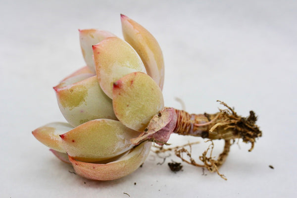 E. Lemon Tea