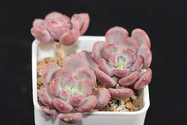E. Lepe
