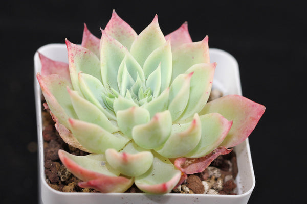 E. Pansy