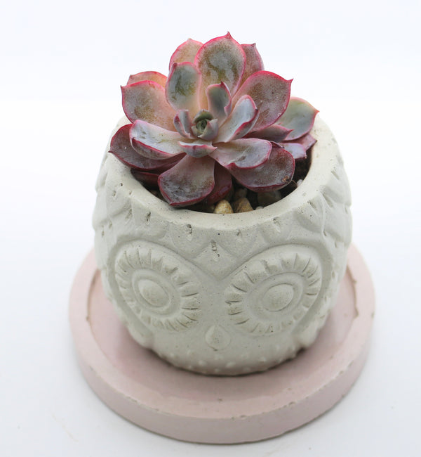 Handmade Owl Planter with Rare Korean Succulent