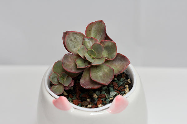 Animal Planters