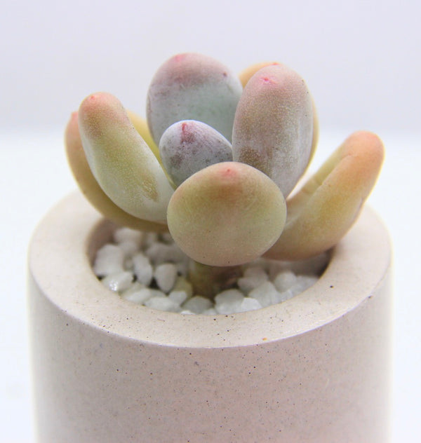 Shot-glass Concrete Planter with Korean Succulent