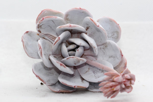 E.Laui