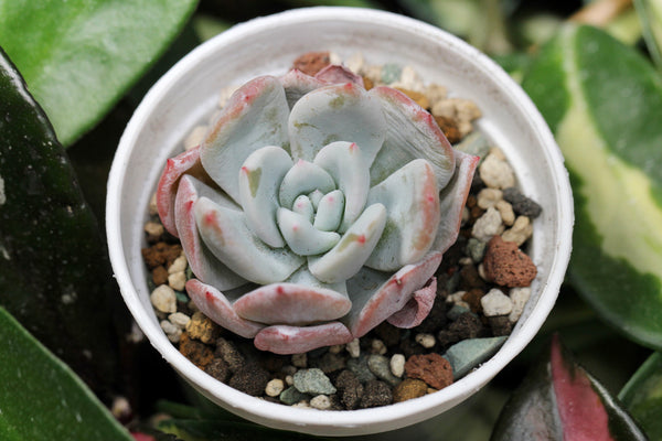 E. Ivory
