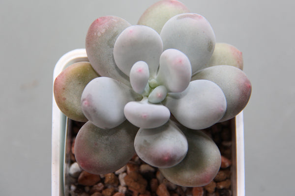 Pachyphytum cv Momobijin