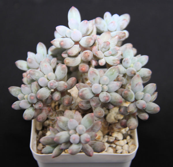 Pachyphytum Machucae(baby finger)