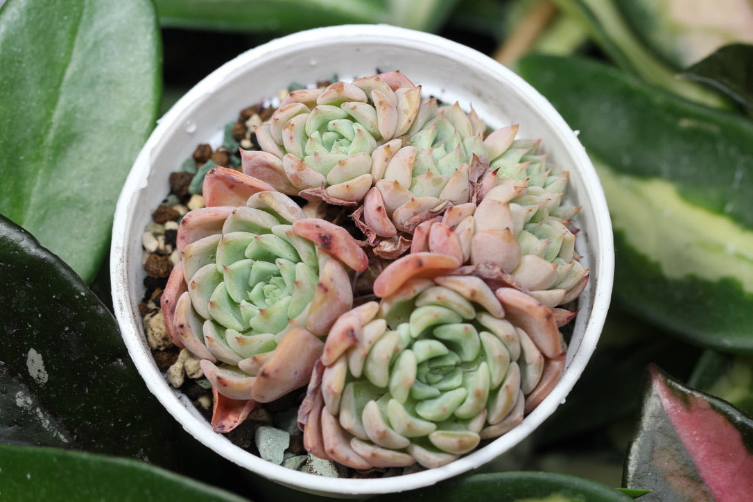 E. Violetta (cluster)
