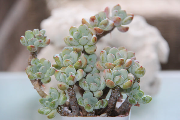 Sedum Clavatum (L)