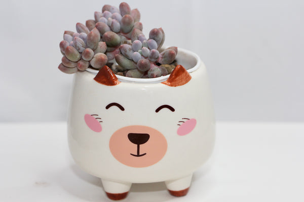 Animal Planters