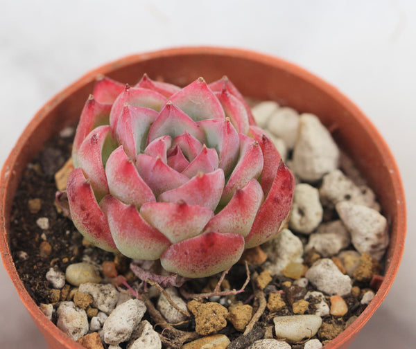 E. Pink Crystal