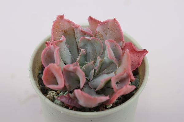 Echeveria Pinky cv Trumpet