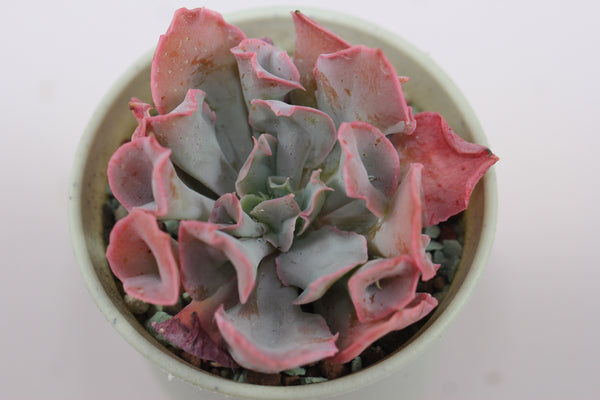 Echeveria Pinky cv Trumpet