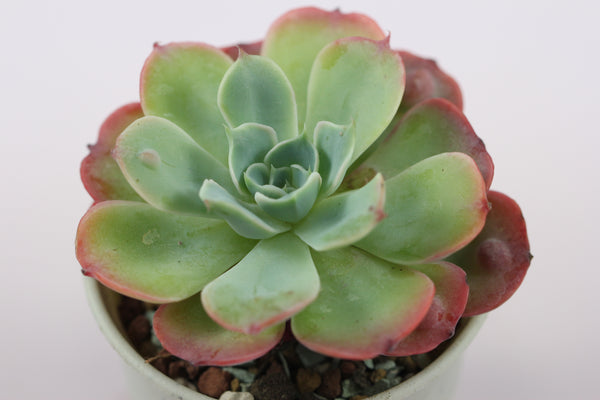 Echeveria Raindrop