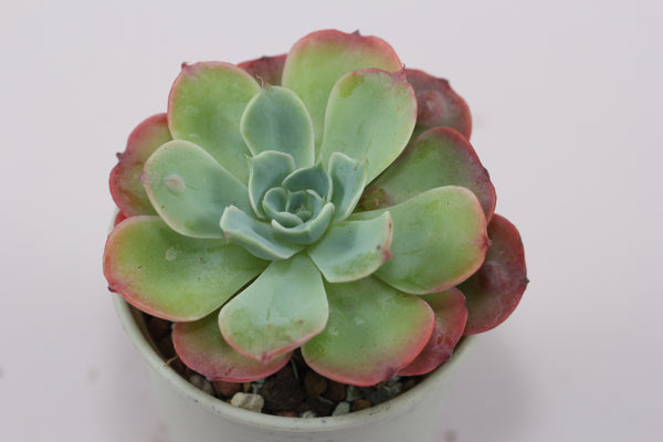 Echeveria Raindrop