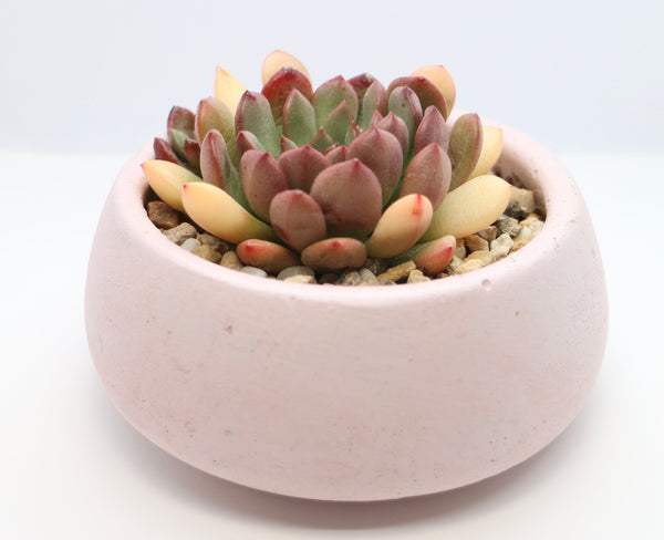 Round Concrete Planter with Korean Succulent.