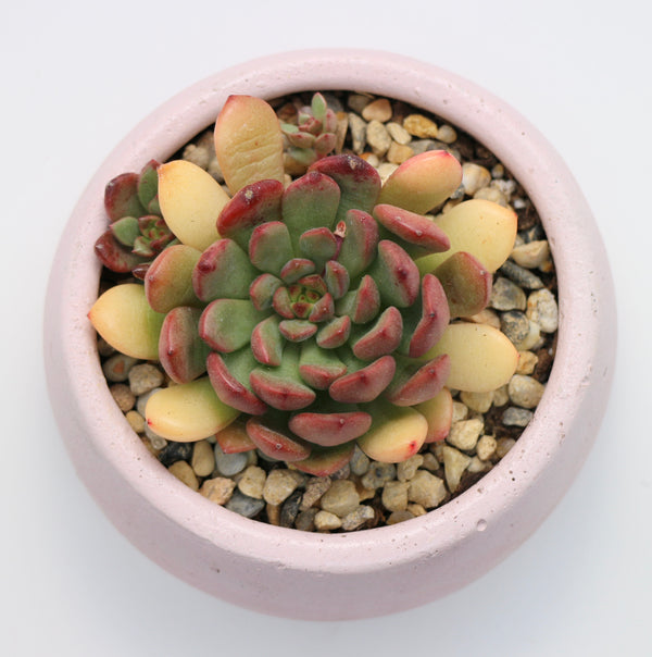 Round Concrete Planter with Korean Succulent.