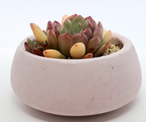 Round Concrete Planter with Korean Succulent.