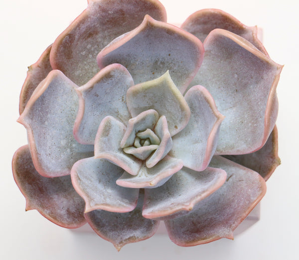 Lilacina