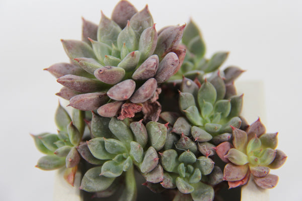 Graptopetalum Hermes