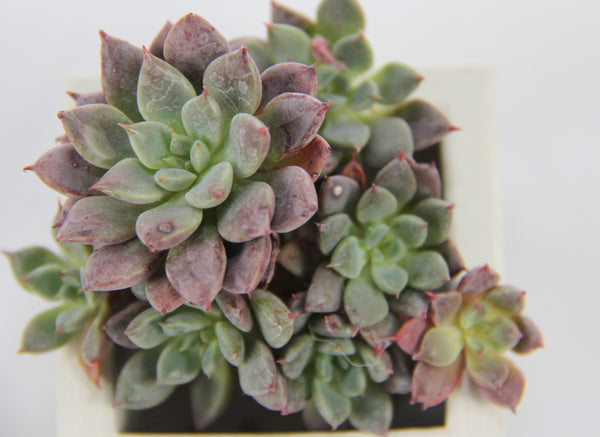 Graptopetalum Hermes