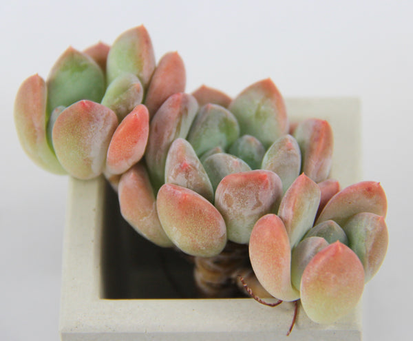 Echeveria spp.