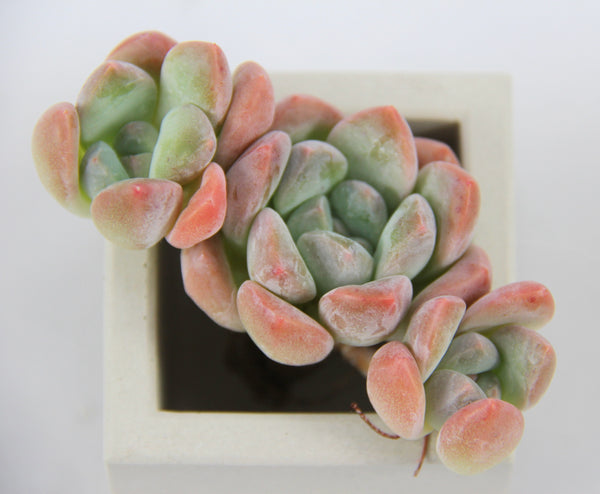 Echeveria spp.