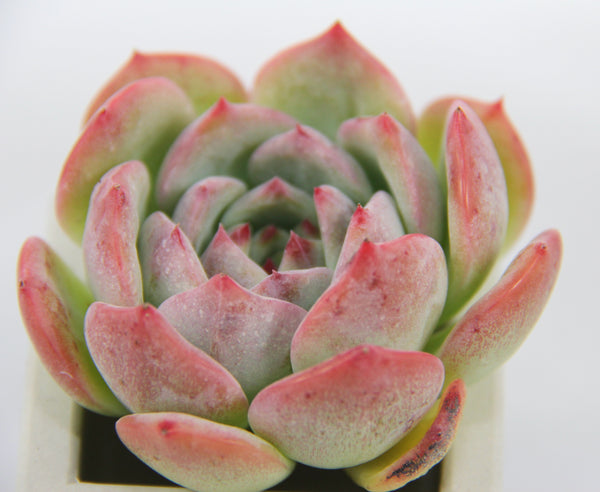 E. Agavoides Maria