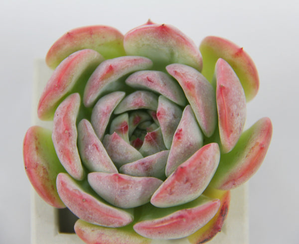 E. Agavoides Maria