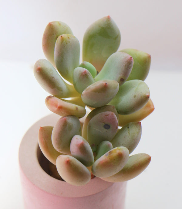 Pachyphytum Oviferum