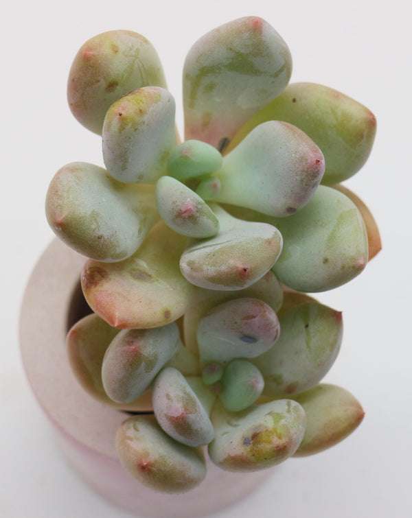 Pachyphytum Oviferum