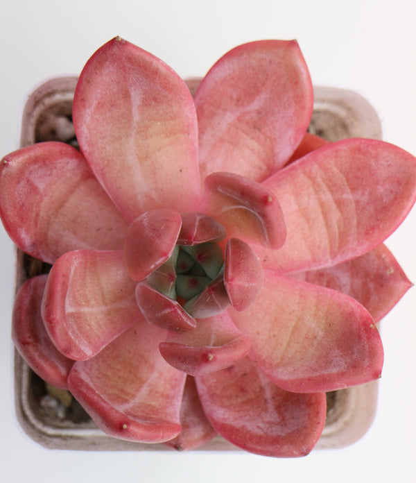 E. Pink Champagne