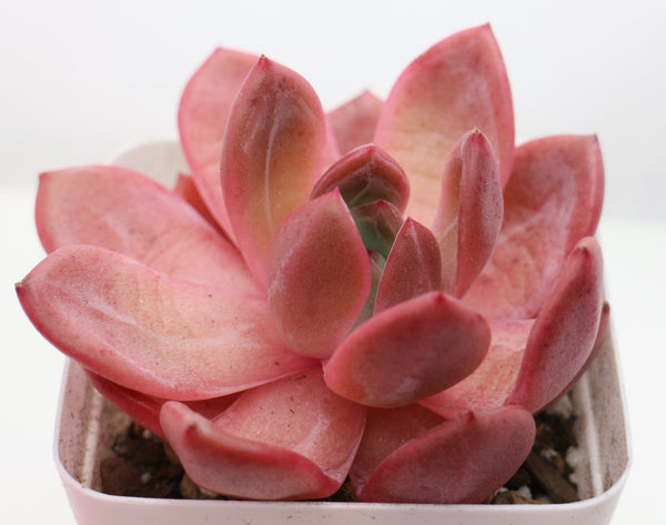 E. Pink Champagne