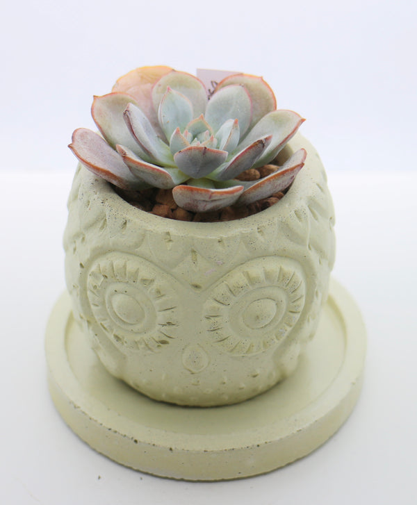 Handmade Owl Planter with Korean Succulent