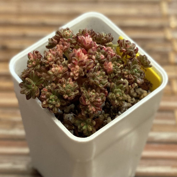 Aeonium Sedifolius (var)