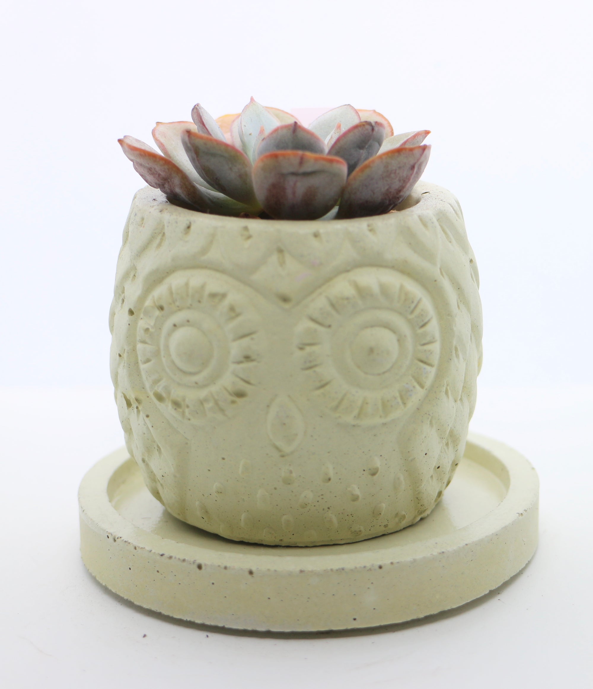 Handmade Owl Planter with Korean Succulent