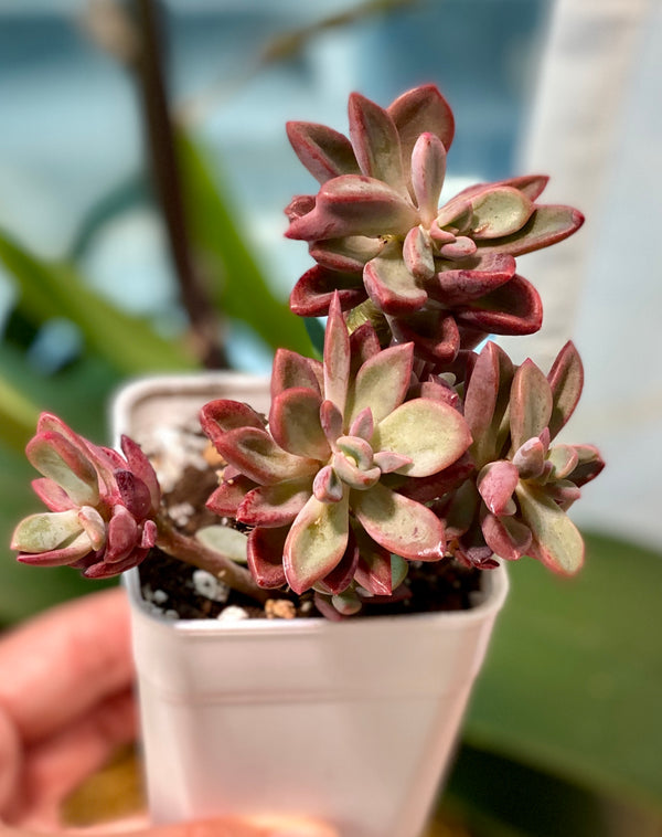 Echeveria cv. Razy