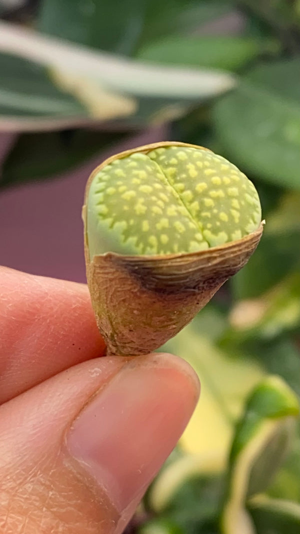 Lithop spp.