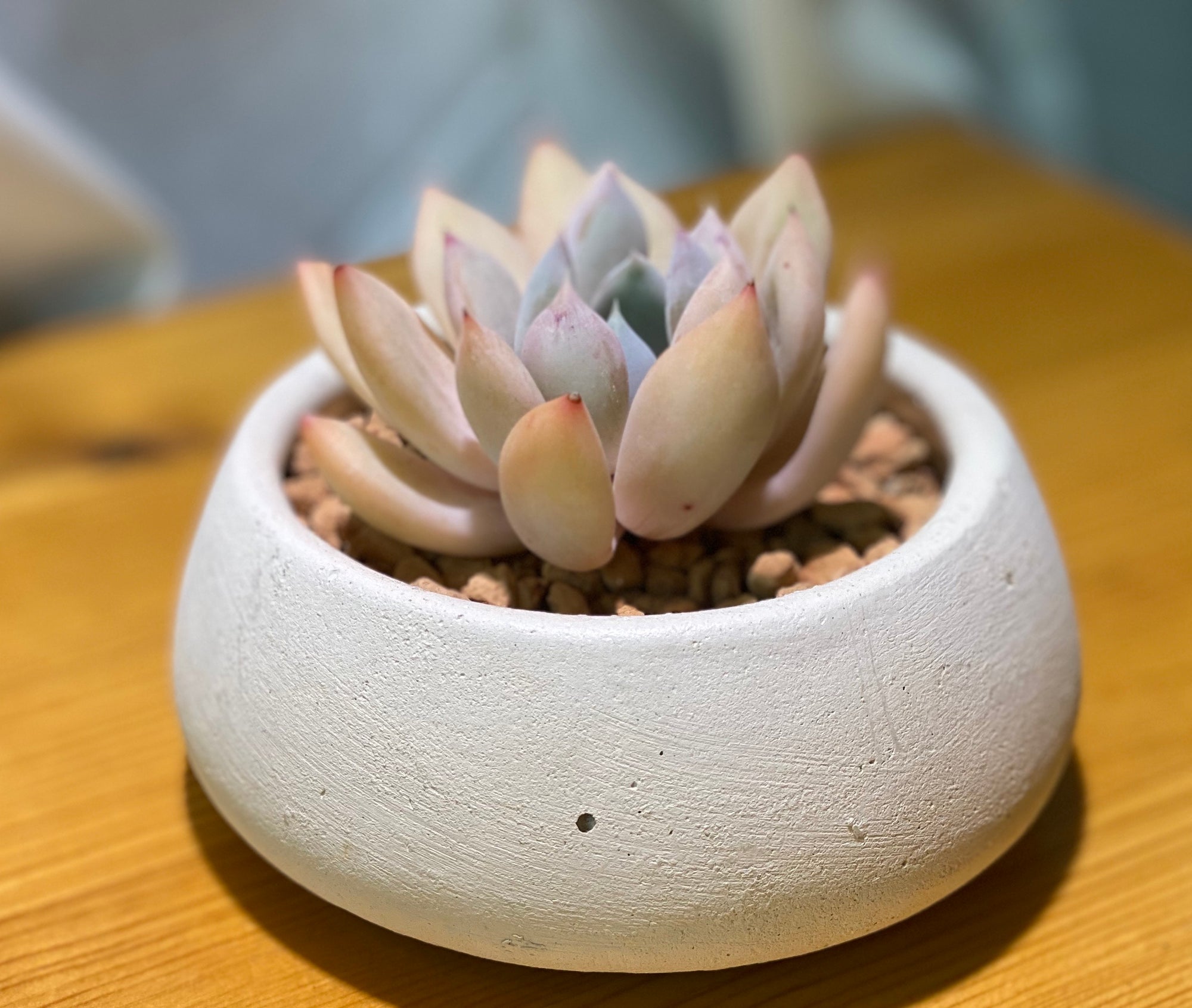 Handmade Concrete Planter with Korean Succulent