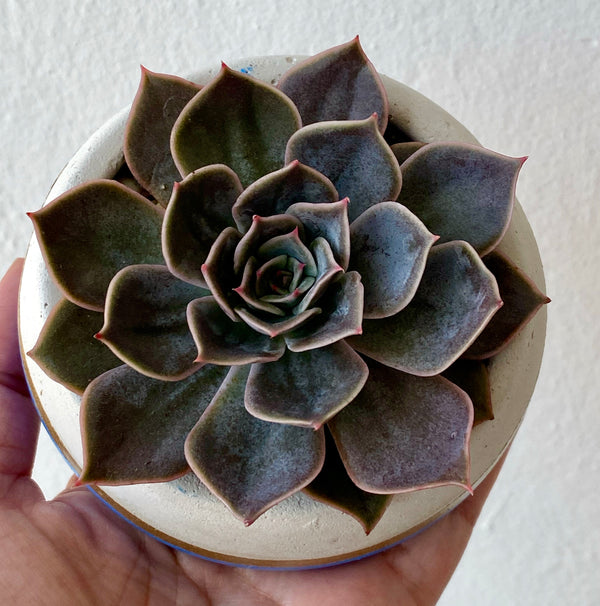 Blue/Gold Round Concrete Planter with Echeveria.